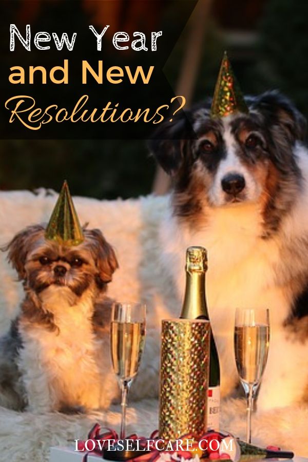 Party hats for the New Year on 2 dogs with champagne