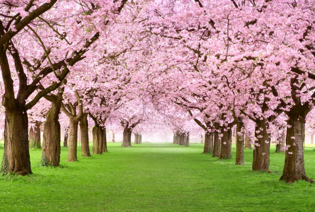 Cherry blossoms tree in spring